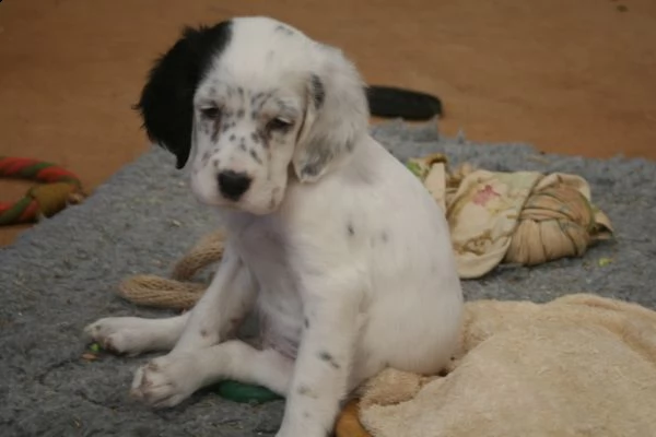 splendidi cuccioli setter inglese