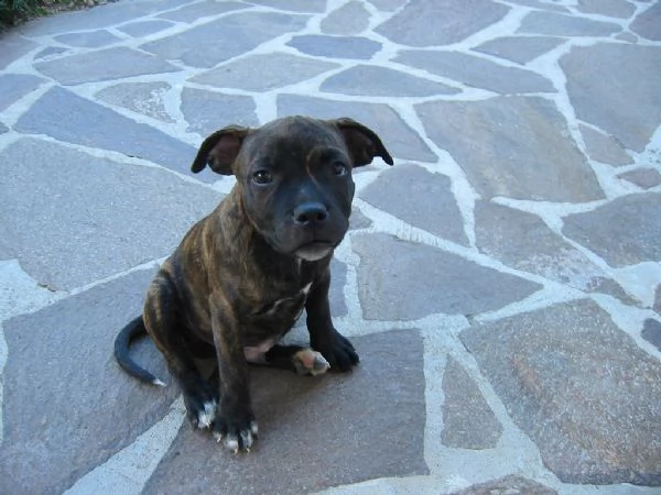  cuccioli di american staffordshire terrier | Foto 0