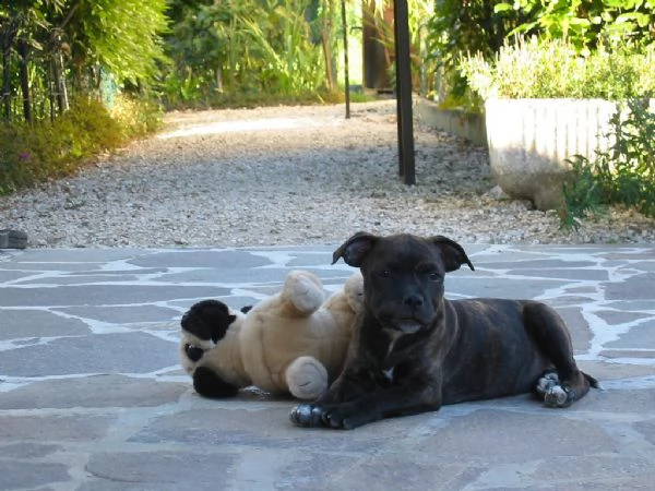  cuccioli di american staffordshire terrier