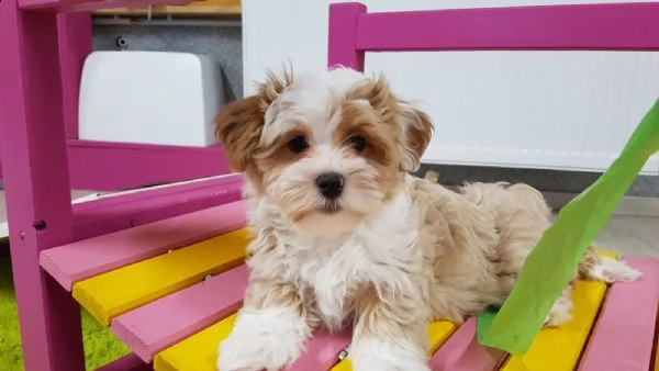 cuccioli di havanese