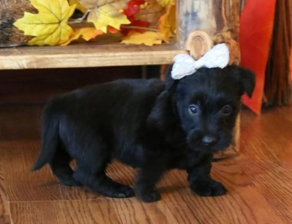 belllissimi cuccioli di scottish terrier | Foto 0