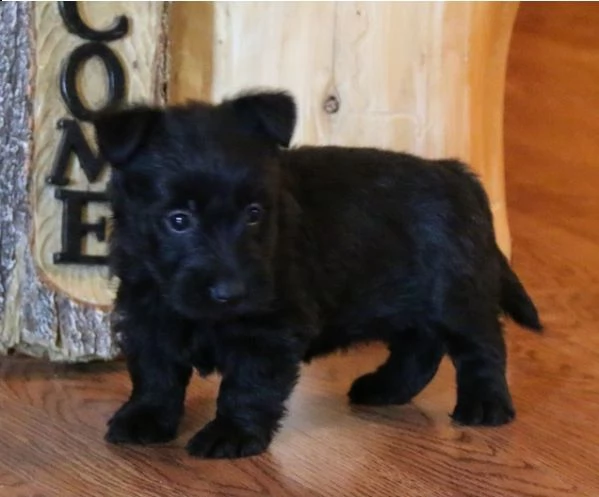 belllissimi cuccioli di scottish terrier