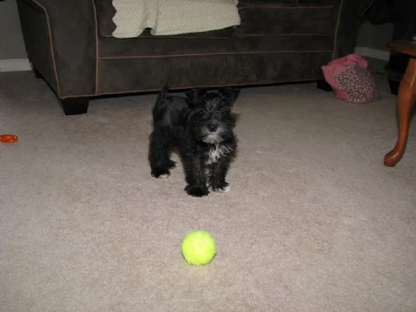 cuccioli di schnauzer | Foto 0