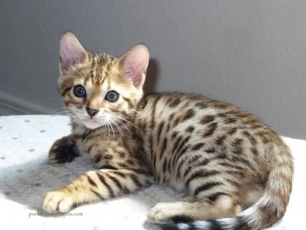 bengal cuccioli  | Foto 1