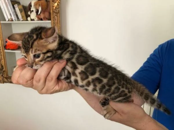 bengal cuccioli 