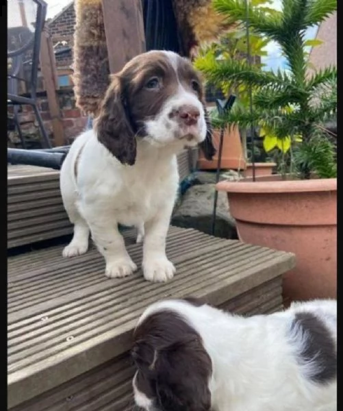 regalo bellissimi cuccioli di springer spaniel