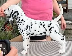 dalmata cuccioli 