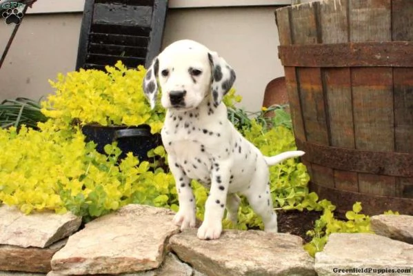 dalmata cuccioli  | Foto 0