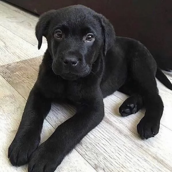 ……regalo cuccioli di labrador………