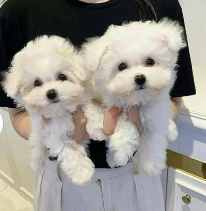 due cuccioli di maltese teacup hanno bisogno urgentemente di una nuova famiglia