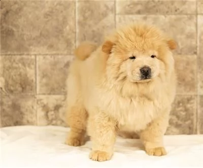 due cuccioli di chow chow disponibili