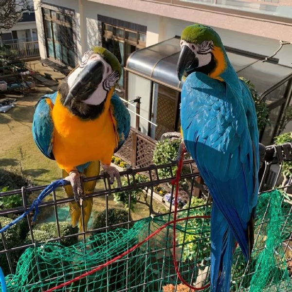 disponibili pappagalli macaw blu