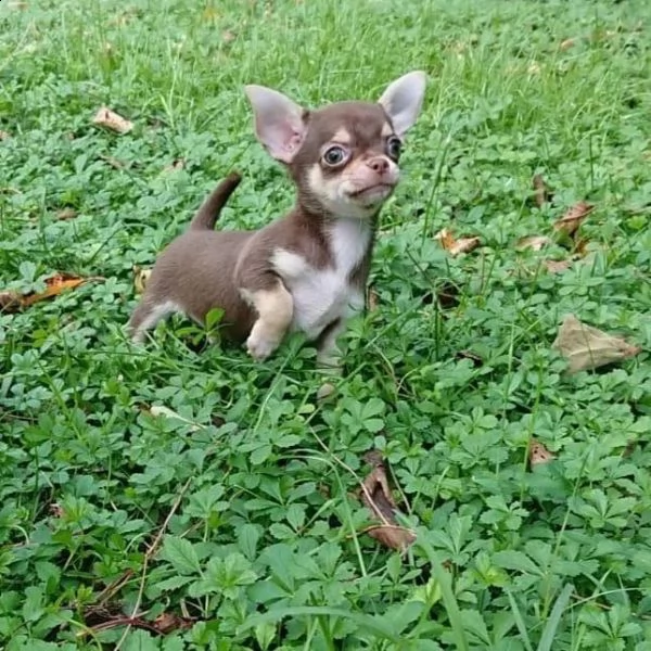 regalo cuccioli di chihuahua | Foto 0