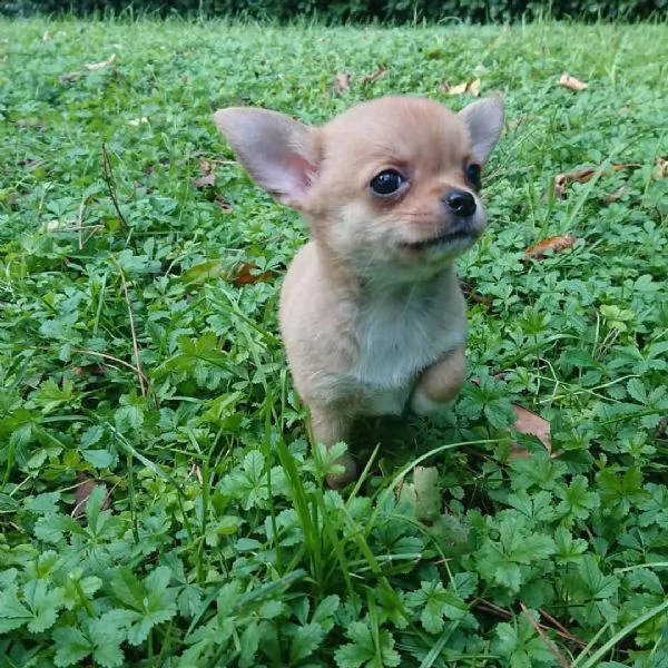 regalo cuccioli di chihuahua