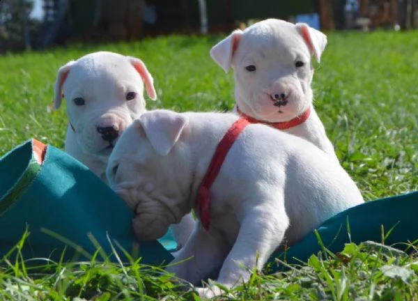 cuccioli di dogo argentino dell'allevatore vdh