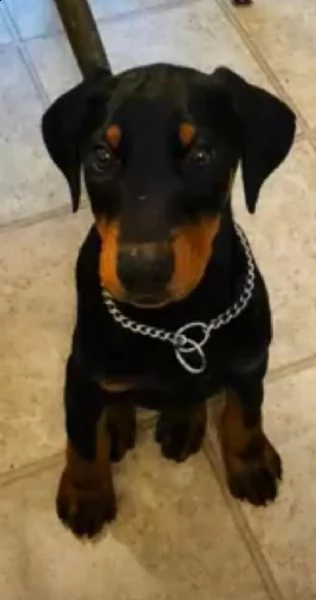 adorabili cuccioli dobermann femminucce e maschietti disponibili i cuccioli sono vaccinati sverminat