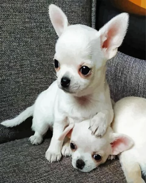 cucciolo chihuahua maschio e femmina