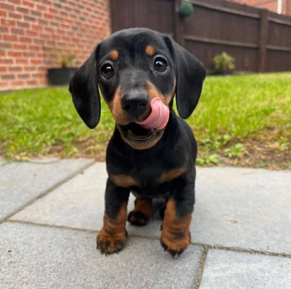 regalo adorabili cuccioli  bassotto femminucce e maschietti