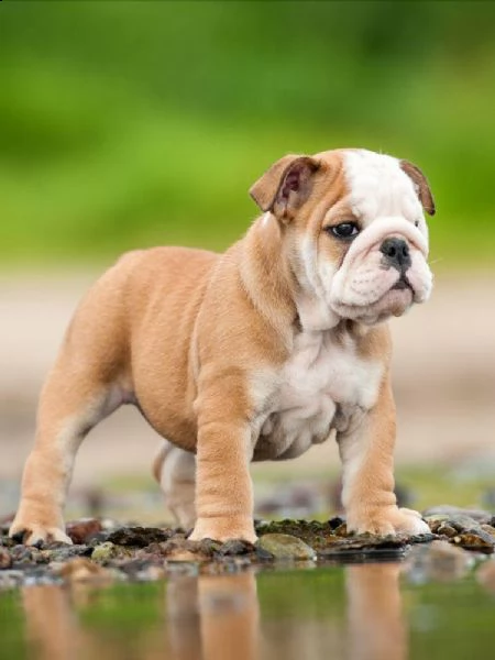  regalo cuccioli di cane a bulldog francese splendidi cuccioli di bulldog francese ad appassionati d