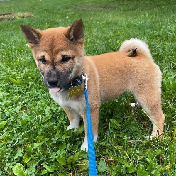  regalo due cuccioli di shiba inu per l'adozione