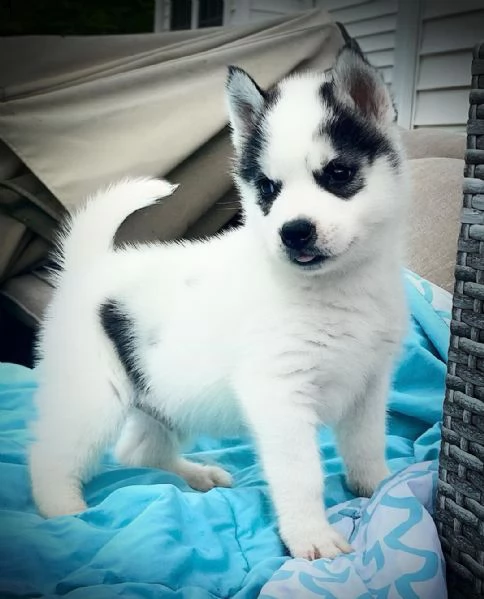  regalo siberian husky con pedigree 