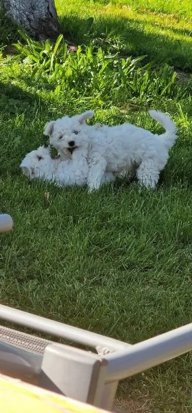 cuccioli di bichon frise | Foto 1