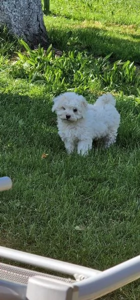 cuccioli di bichon frise