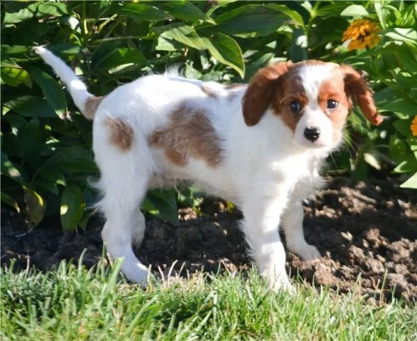  cuccioli di cavalier king  femminucce e maschietti disponibili per l'adozione gratuita