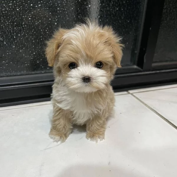 cuccioli di barboncino in adozione