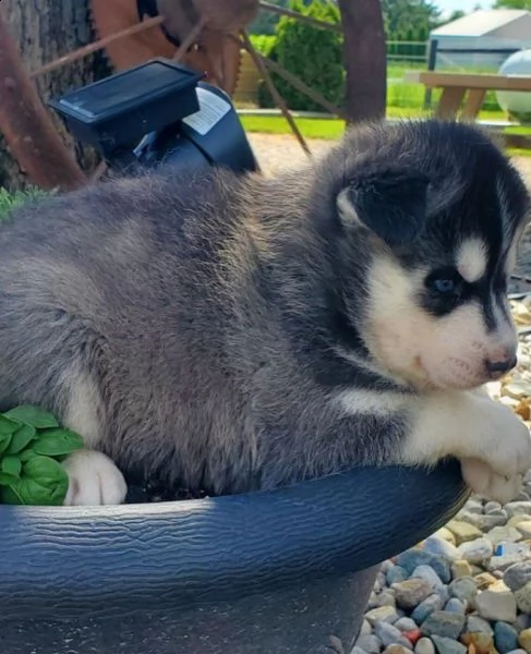 cuccioli di husky in adozione!!