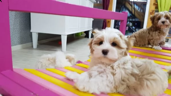 cuccioli di havanese | Foto 1