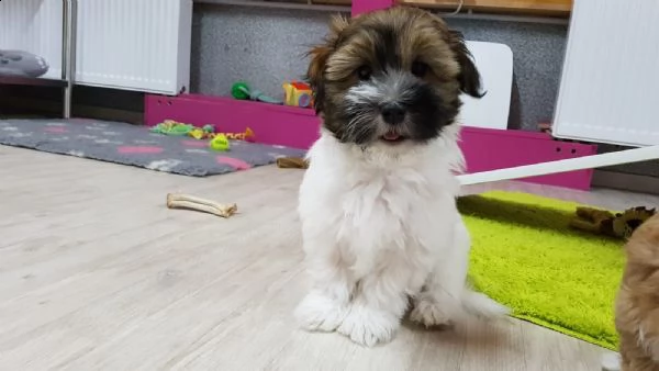 cuccioli di havanese | Foto 0