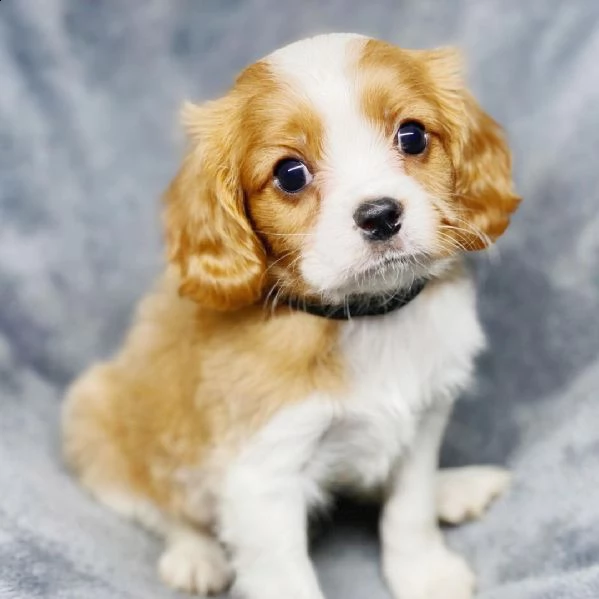  cuccioli di cavalier king  femminucce e maschietti disponibili per l'adozione gratuita