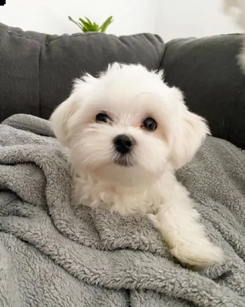 bellissimi cuccioli di maltese (+393509706299)