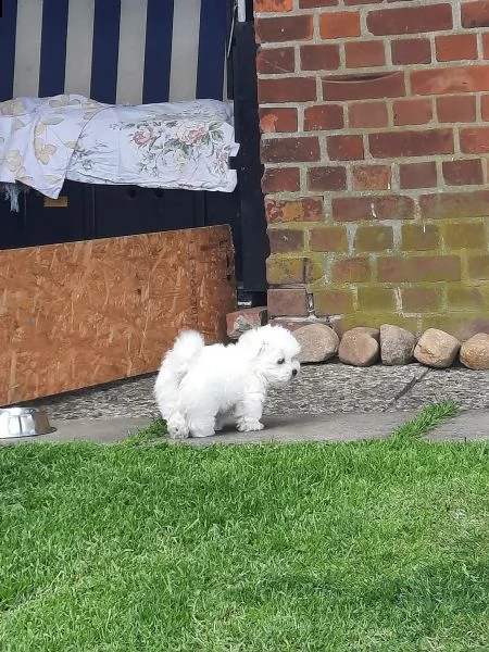 3 cagnolino bianco di maltese toy italiano | Foto 2