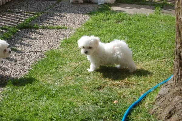 3 cagnolino bianco di maltese toy italiano | Foto 1