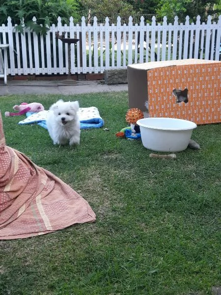 3 cagnolino bianco di maltese toy italiano | Foto 0