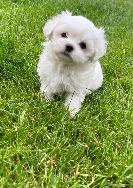 3 cagnolino bianco di maltese toy italiano