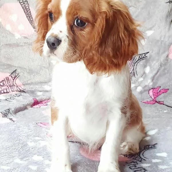  cuccioli di cavalier king  femminucce e maschietti per l'adozione gratuita