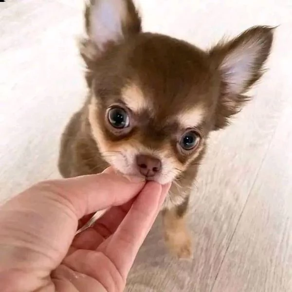 bellissimi cuccioli di chihuahua bianchi