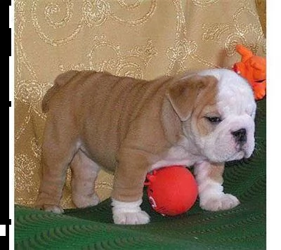 vendita cuccioli di bulldog inglese