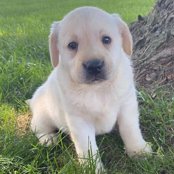 cuccioli di labrador (pronti subito)