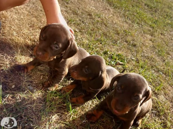 Fantastico cuccioli di Bassotto Nano