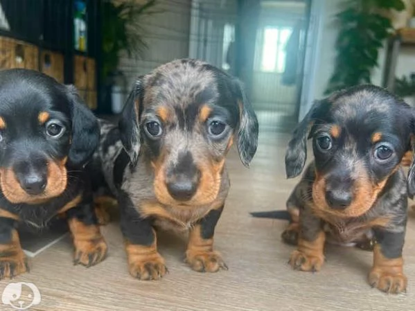 Fantastico cuccioli di Bassotto Nano | Foto 1