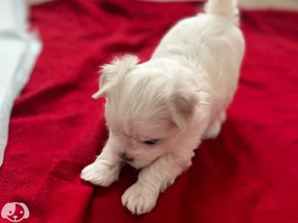 Cuccioli di maltese toy | Foto 3