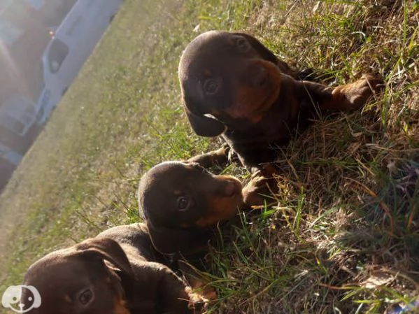 Splendidi cuccioli di bassotto | Foto 2