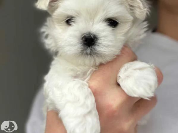 Maltese taglia toy con pedigree