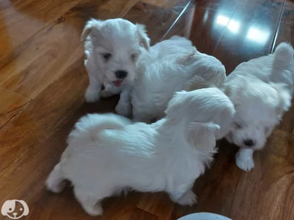 Maltese taglia toy con pedigree