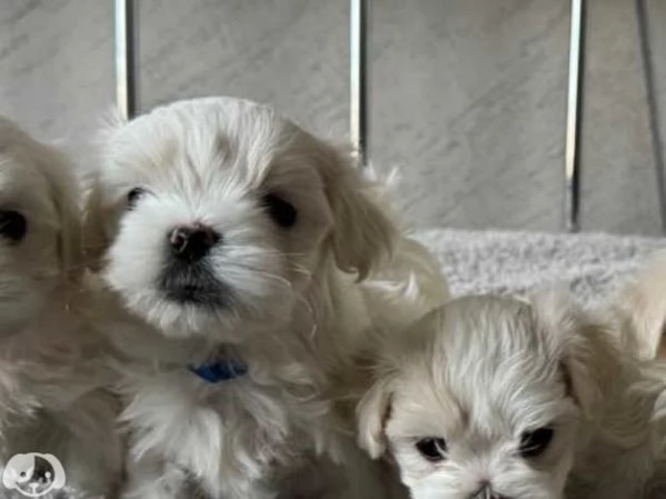 Maltese taglia toy con pedigree | Foto 3