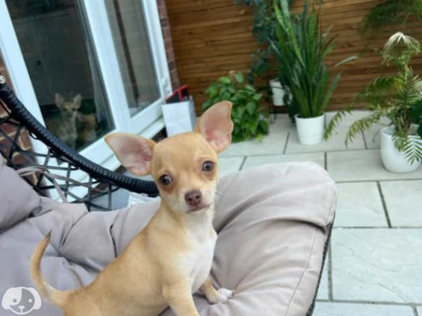 Cuccioli Chihuahua | Foto 4